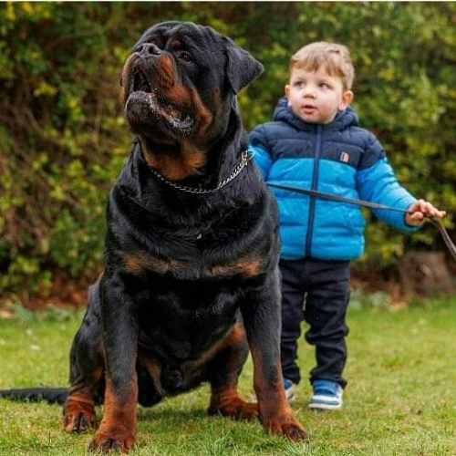 Chó Rottweiler lớn đứng cạnh bé trai nhỏ mặc áo khoác xanh