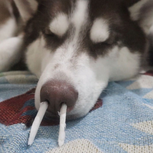 Chó Husky ngủ say với que bông trong mũi