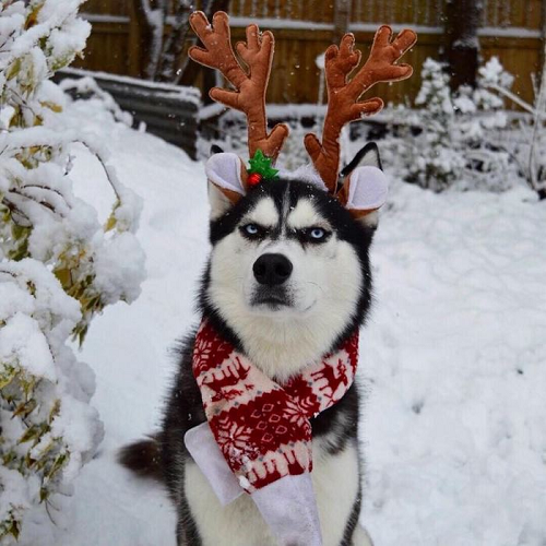 Chó Husky đội gạc tuần lộc và lườm khó chịu giữa trời tuyết.