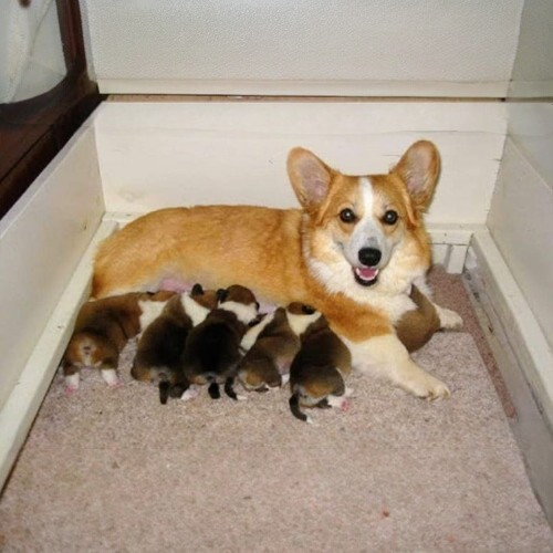Chó mẹ giống Corgi đang cho đàn con bú trong ổ đệm