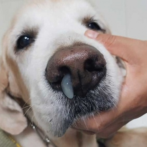 Chó bị chảy nước mũi đặc, dấu hiệu của bệnh hô hấp nghiêm trọng.