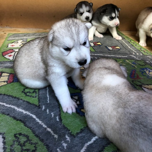Chó Alaska Malamute 1 tháng tuổi, giai đoạn đầu phát triển.