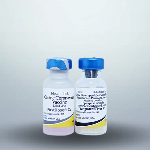 Lọ vắc-xin Vanguard Plus 5/CV-L phòng 7 bệnh cho chó