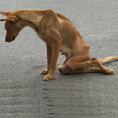 Chó ngồi trên đường với dáng vẻ yếu ớt, có thể bị bại liệt.