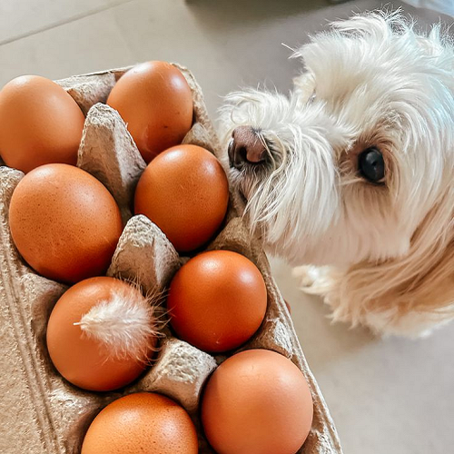Chó con ngửi trứng gà trong khay giấy carton