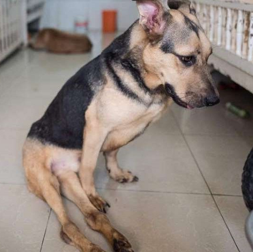 Chó Becgie bị hạ bàn chân, ngồi trên sàn nhà với dáng vẻ buồn bã.