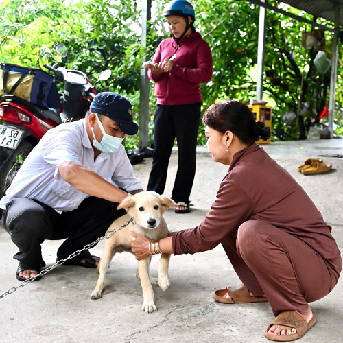 Bác sĩ thú y Chomeocanh.com tiêm vắc-xin cho chó tại nhà