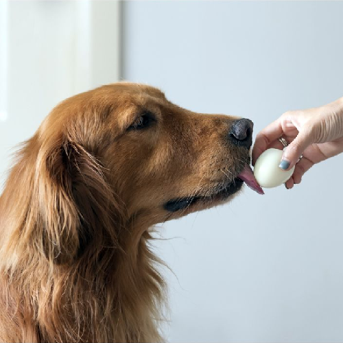Chó Golden Retriever ăn trứng luộc giàu vitamin B7, B12 và B2