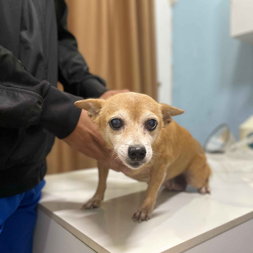 Chó Chihuahua nhỏ có vẻ yếu ớt, có thể bị bại liệt chân sau.