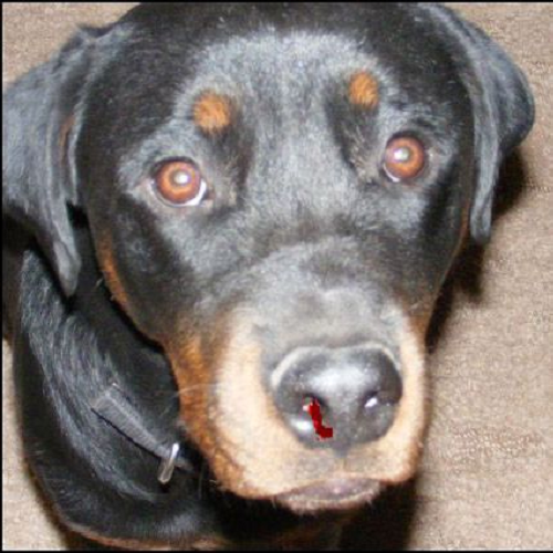 Chó Rottweiler bị chảy máu mũi – có thể do va đập mạnh hoặc dị ứng.