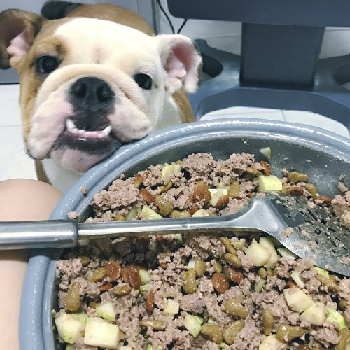 Chó Bulldog nhìn bát thức ăn nội tạng hấp dẫn
