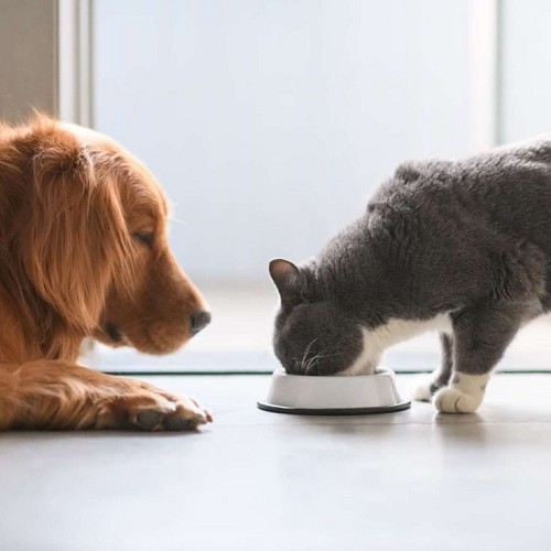Chó và mèo cùng chia sẻ thức ăn tại nhà.