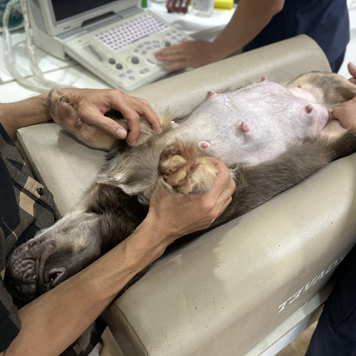 Chó đang được siêu âm bụng, có thể kiểm tra các vấn đề nội tạng gây bại liệt.
