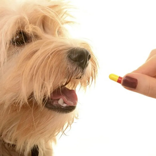 Người đang cho chó uống viên thuốc hỗ trợ điều trị chảy máu mũi.