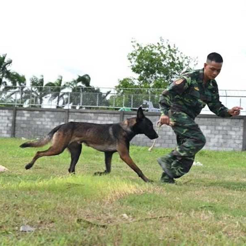 Huấn luyện viên huấn luyện chó Becgie tại Trung tâm huấn luyện chó Đức Giang Hà Nội