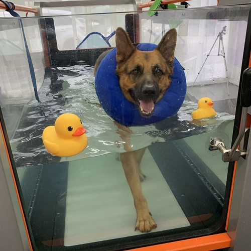 Chó German Shepherd đeo vòng cổ bơi thủy liệu pháp để phục hồi chức năng.