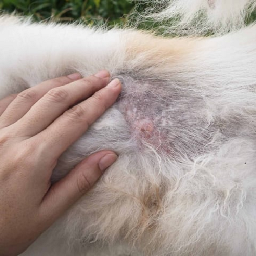 Vùng da chó bị rụng lông và viêm do xà mâu (Demodex).