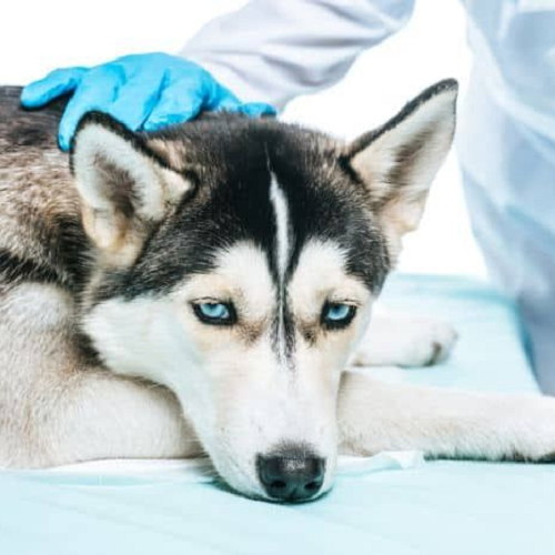Chó Husky nằm mệt mỏi, được bác sĩ thú y kiểm tra tình trạng sốt.