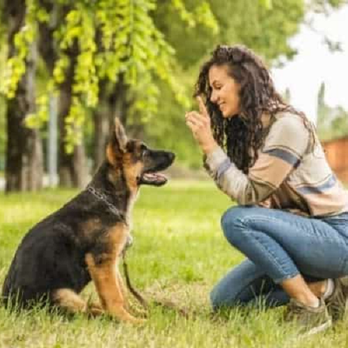 Huấn luyện chó ngưng sủa bậy bằng cử chỉ và ánh mắt