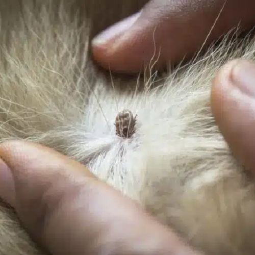 Các vị trí ve chó thường ký sinh như kẽ chân, tai và cổ