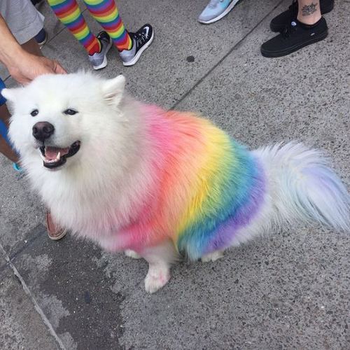 Chó Samoyed với bộ lông nhuộm cầu vồng tham gia diễu hành NYC Pride