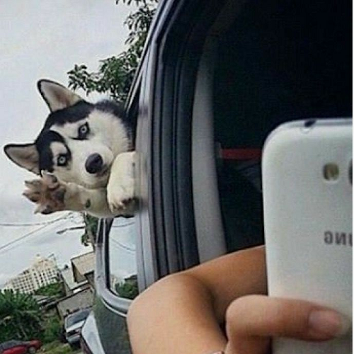 Chó Husky thò đầu ra cửa xe hơi, giơ chân như đang vẫy chào, biểu cảm hài hước