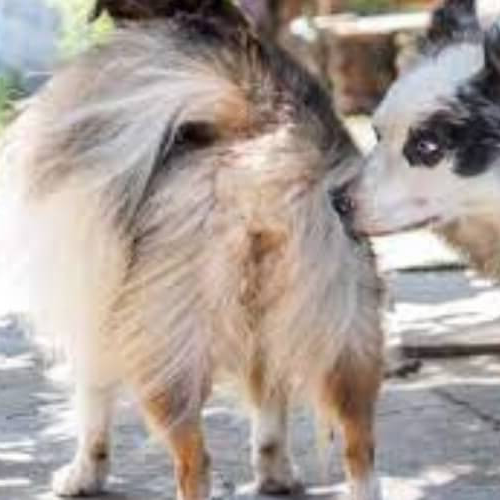 Chó ngửi hậu môn chó cái đang salo để nhận biết.