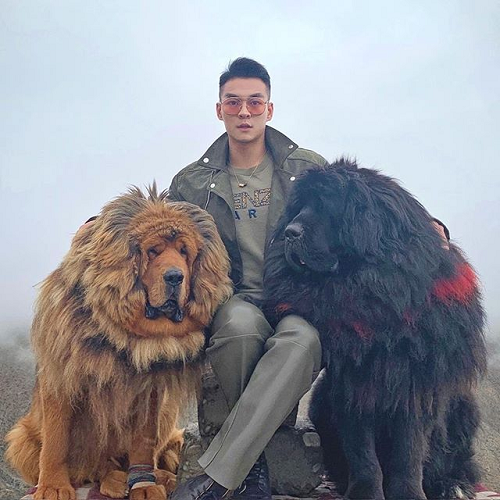 Hai chú chó Ngao Tây Tạng khổng lồ đứng cạnh người chủ, lông đen và đỏ oai phong.