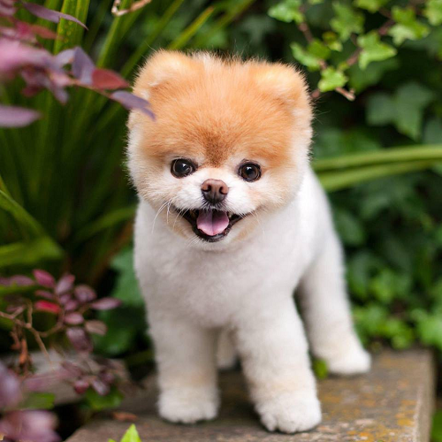 Chú chó Boo nhỏ nhắn, lông xù, gương mặt đáng yêu đang đứng trong vườn cây.