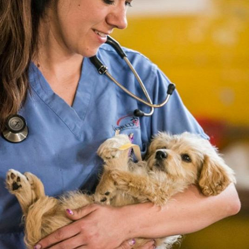 Bác sĩ thú y bế chó nhỏ đang ốm nhẹ và chăm sóc nhẹ nhàng