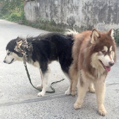Thời điểm vàng để phối giống Alaska Malamute - Chu kỳ động dục và phương pháp xác định ngày phối.