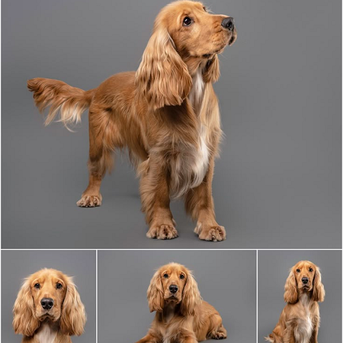 Chó Cocker Spaniel với bộ lông dài mượt, tạo dáng đáng yêu trên nền xám.