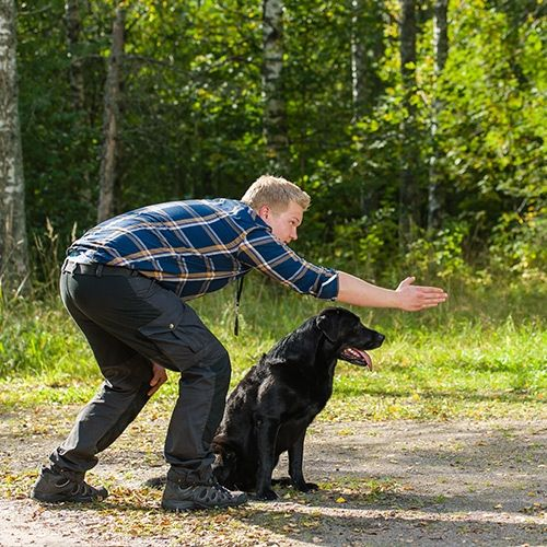 Huấn luyện viên dạy chó con Labrador nghe lệnh tại khu rừng nhỏ
