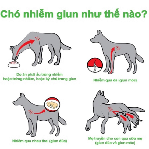 Hình ảnh chó con bị giun đũa với giun xuất hiện trong phân