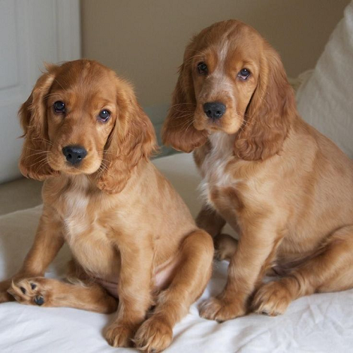 Hai chú chó con Cocker Spaniel lông vàng ngồi trên ghế sofa trắng, ánh mắt dễ thương và tai dài mềm mại.