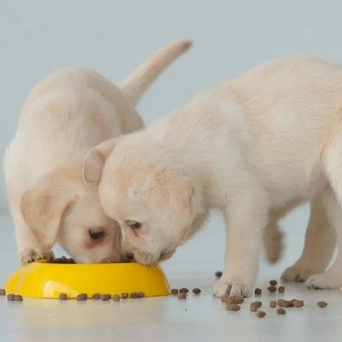 Hai chó con Labrador đang ăn thức ăn hạt trong bát màu vàng.