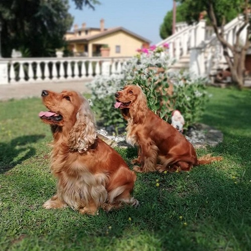 Hai chú chó Cocker Spaniel màu vàng nâu đang ngồi trên bãi cỏ xanh, phía sau là khu vườn hoa và ngôi nhà kiểu châu Âu.