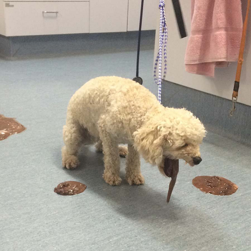 Chó Poodle nôn ra chất lỏng màu nâu.