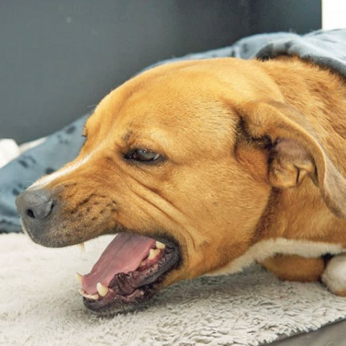 Chó Pit Bull hoặc Staffordshire Bull Terrier há miệng, có thể đang cố gắng nôn do dị vật.