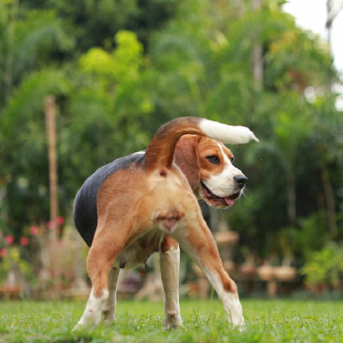Chó Beagle cái quay đầu nhìn lại trong kỳ salo.