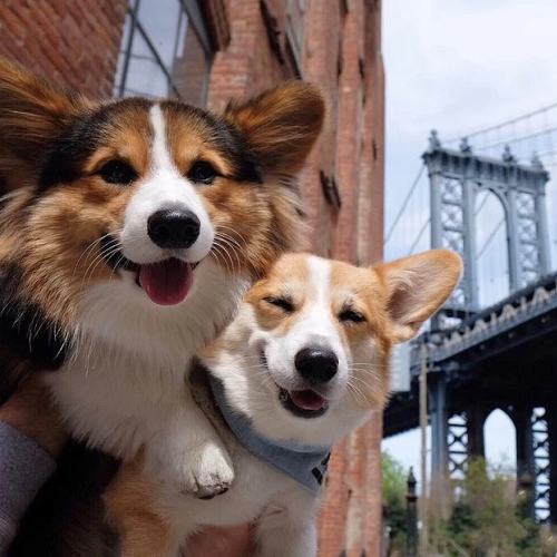 Hai chú chó Corgi Lychee và Mochee cười tươi trước cây cầu nổi tiếng.
