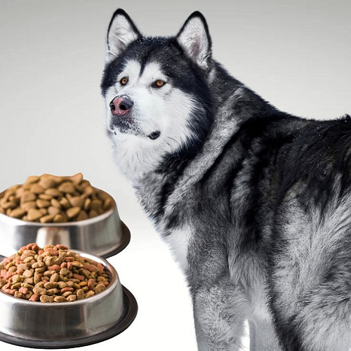 Theo dõi và chăm sóc thai kỳ chó Alaska Malamute - Dinh dưỡng, siêu âm và chuẩn bị ổ sinh.