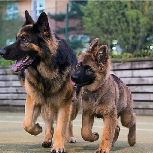 Chó Becgie con và chó trưởng thành đi dạo cùng nhau, khỏe mạnh, năng động ngoài sân.