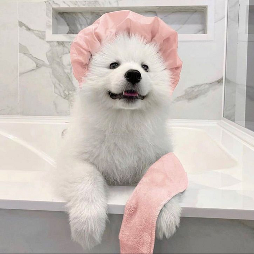 Chó Samoyed đội mũ tắm màu hồng, chuẩn bị đi tắm