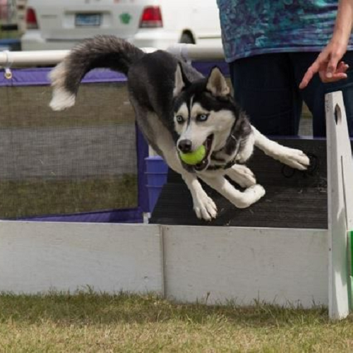 Chó Husky nhảy cao bắt bóng trong buổi huấn luyện thể lực ngoài trời