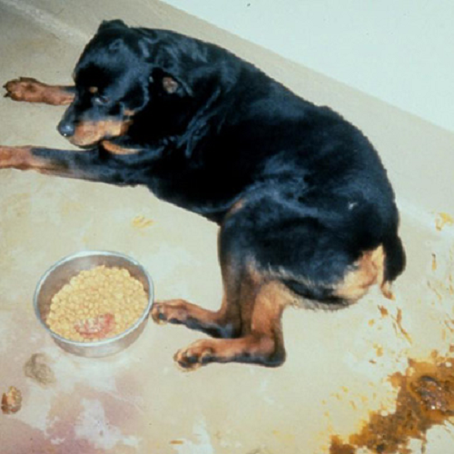 Chó Rottweiler ốm yếu nằm cạnh bát thức ăn và vũng nôn, có thể bị viêm đường ruột.