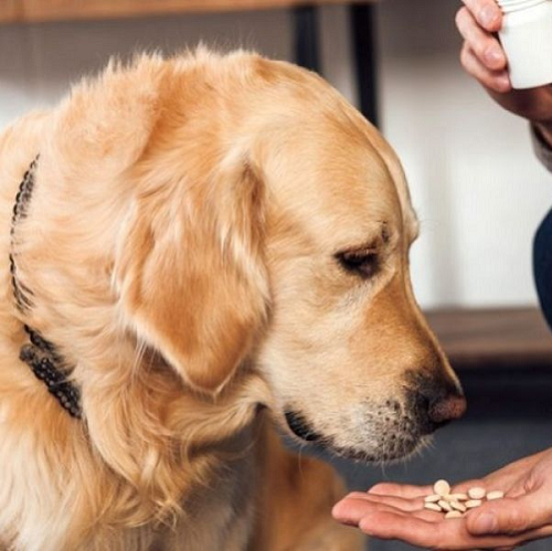 Chó Golden Retriever được cho uống thuốc điều trị bại liệt.