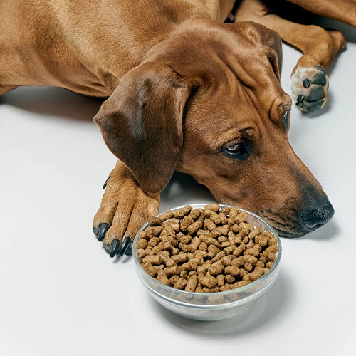 Chó Rhodesian Ridgeback buồn bã bên bát thức ăn hạt.