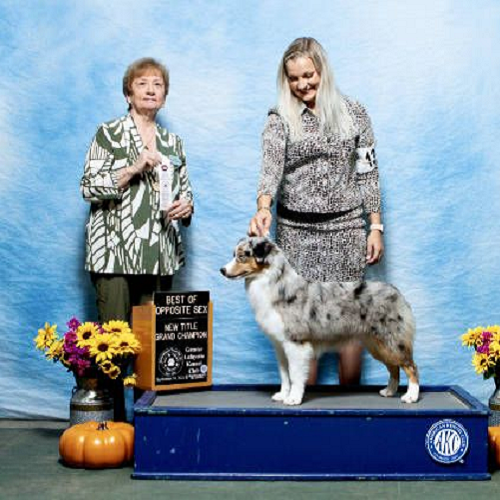 Chó dự thi dog show cùng huấn luyện viên và ban giám khảo
