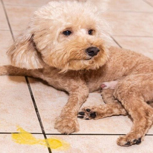 Chó nằm cạnh vệt nôn dịch vàng trên nền gạch do rối loạn tiêu hóa.